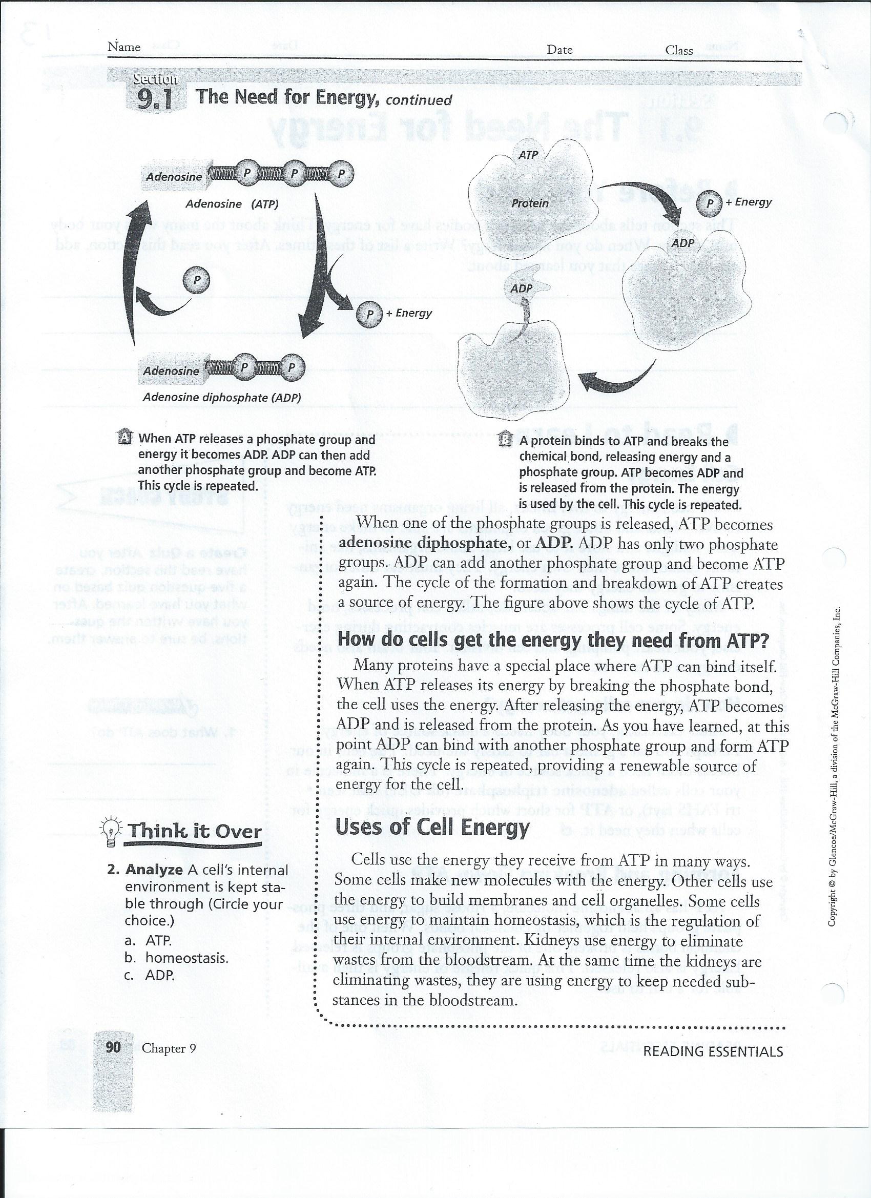 biology-worksheets