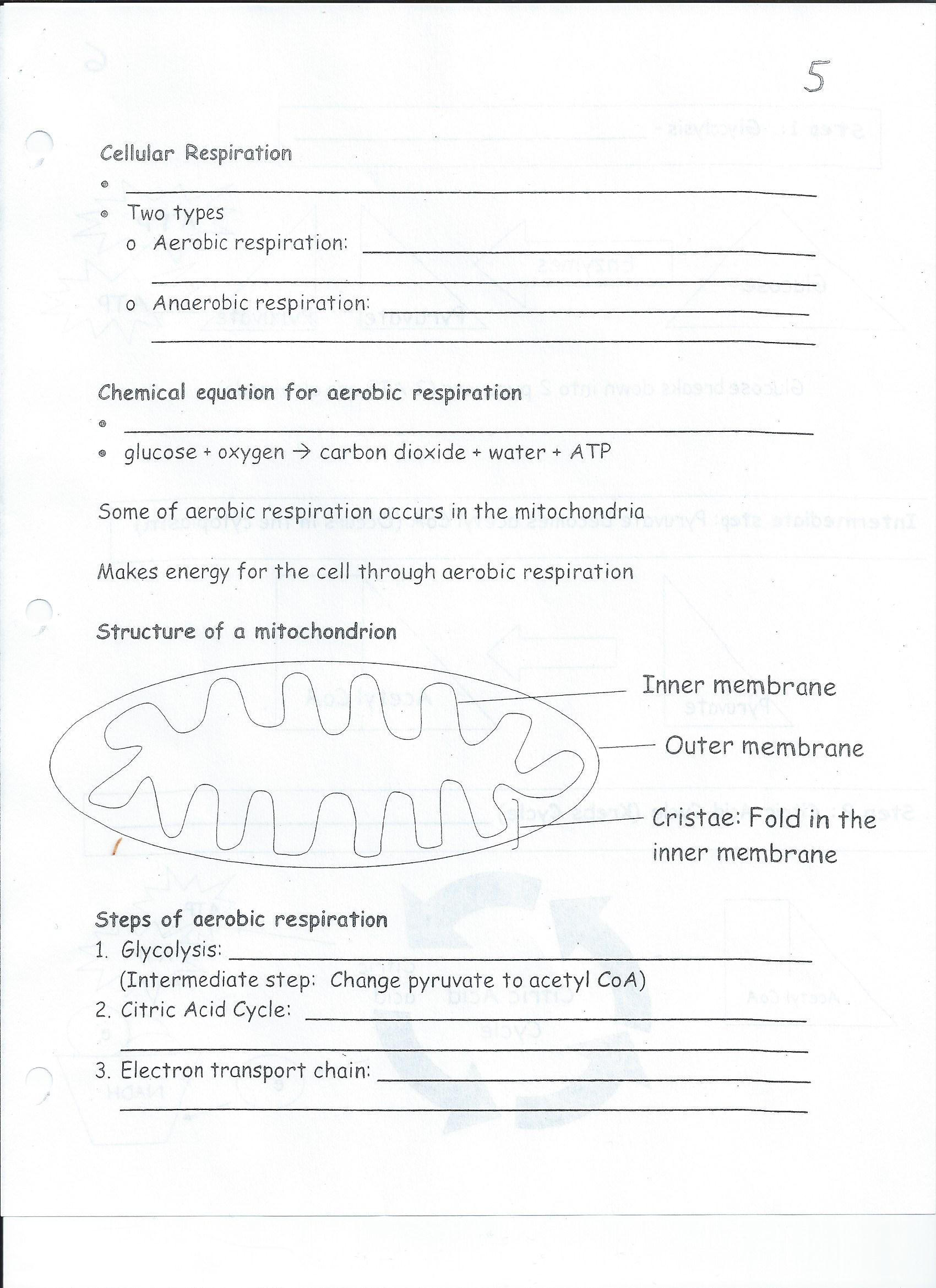 what-is-biology-worksheet-for-9th-12th-grade-lesson-planet-glycolysis
