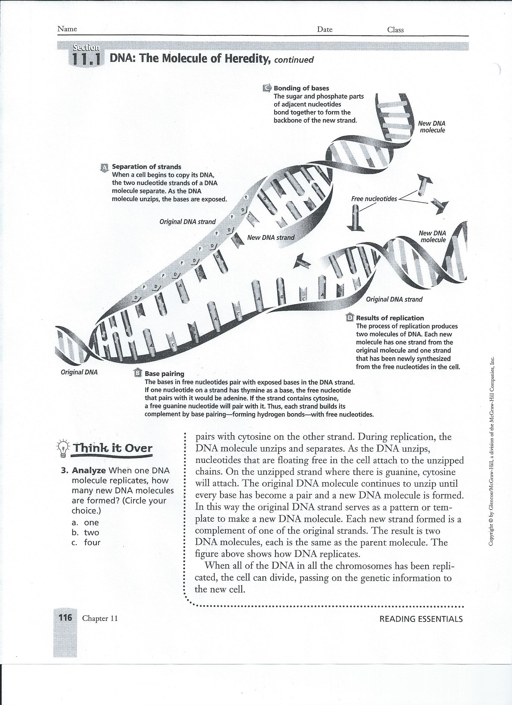 biology-worksheets